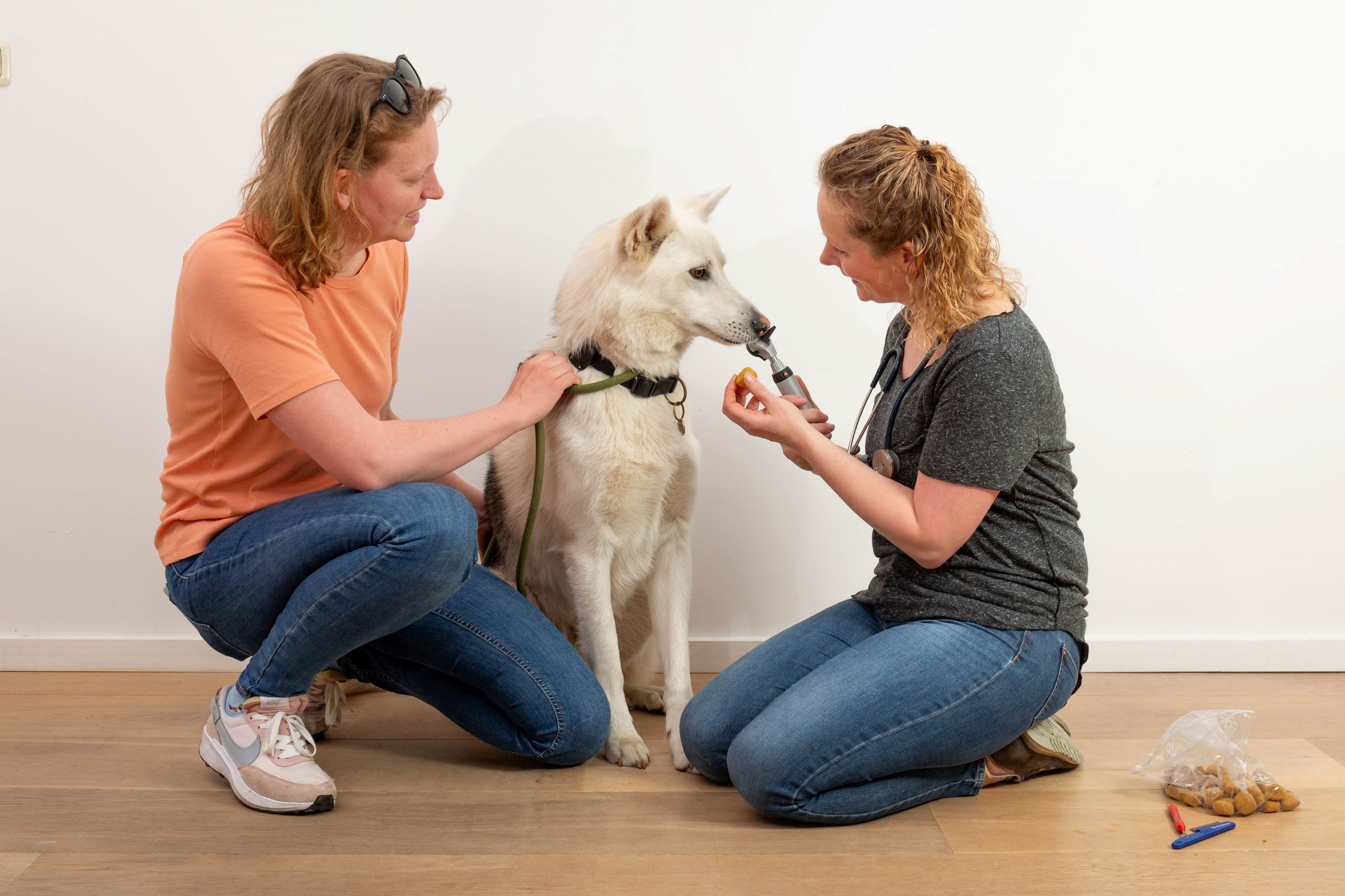 hond behandeling bij De Regio Dierenarts